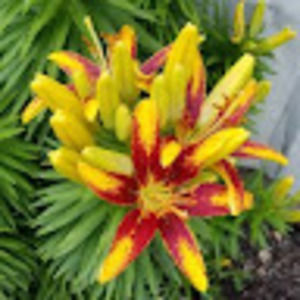 Meet your Posher, Tanner